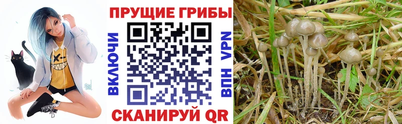 omg онион  как найти   Ачхой-Мартан  Псилоцибиновые грибы Magic Shrooms 